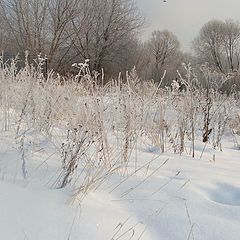 photo "The herbs, the snow and the alone bird"