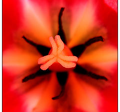 photo "Fantastic Microcosm 2"