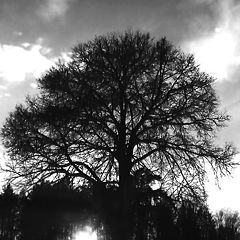 фото "Дерево и Солнце"