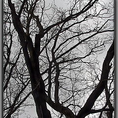 photo "Sleaping tree"
