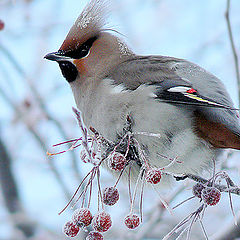 photo "The frosty weather"