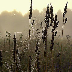 photo "Summer morning with dewdrops"