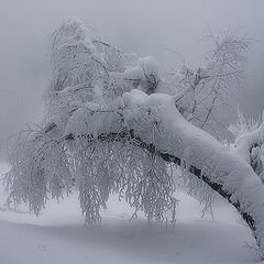 фото "Этюд. В зимнем лесу"