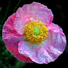 photo "Papaver argemone"