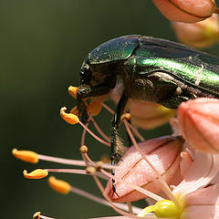 photo "beetle"