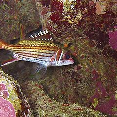 photo "Bloodspot aquirrelfish"