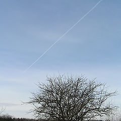 фото "Дерево, зима и самолет"