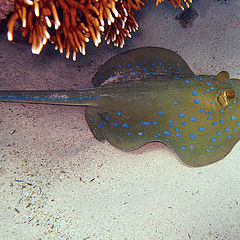 photo "Bluespotted Stingray"