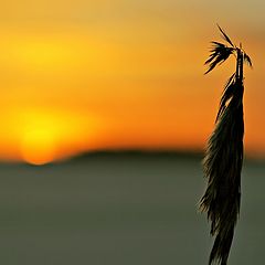 photo "Sunset reed"