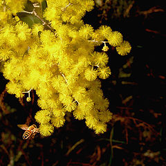 photo "Winter blossom"