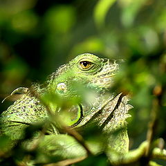 photo "Watching you!"