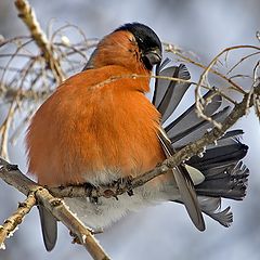 photo "Bullfinch"