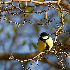 photo "Harbinger of winter."