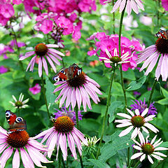 photo "Butterflies and flowers"