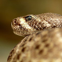 photo "Reptile close-up"