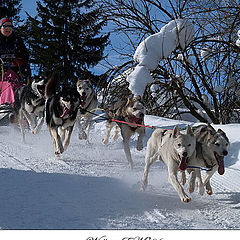 photo "Woman and dogs"