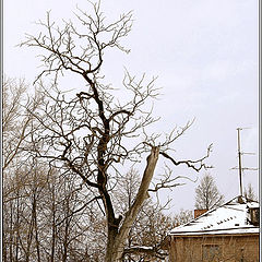 photo "Tree #2"