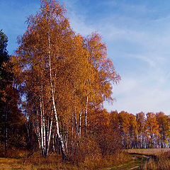 фото "Золотая осень"