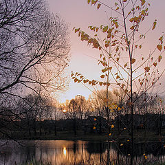 photo "Last leaves ."