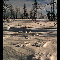 photo "Footprints / Следы"