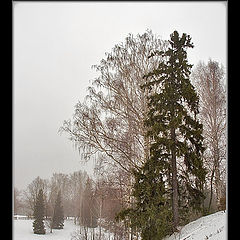 фото "Зимний парк #2"