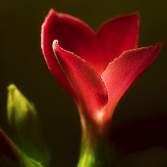 photo "The Flower"