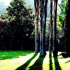 фото "Palms: Late Afternoon"