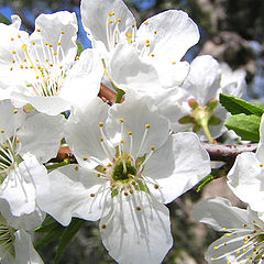 фото "Flower of Quince"