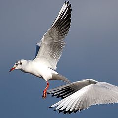 фото "in the flight two seagulls"