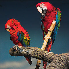 photo "Parrots"