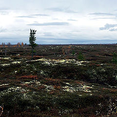 photo "Yamal landscape"