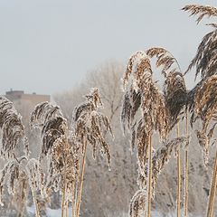 фото "Замороженная трава"