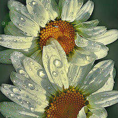 photo "***"