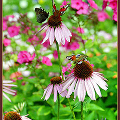 photo "Butterflies and flowers"