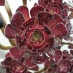 photo "Watery Cactus"