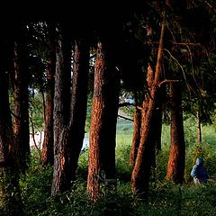 photo "The wood covers faces"