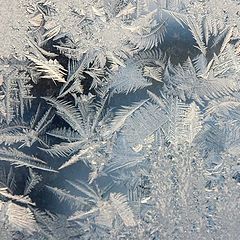 photo "- 30 of Celcius. Russian Ferns."