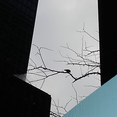 фото "a tree and a little bird in NYc"