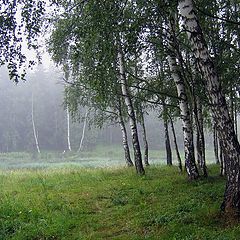 фото "Березовое утро"