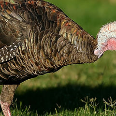 photo "Turkey on the Grass"