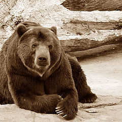 photo "Bear"