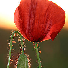 photo "poppy-flower"