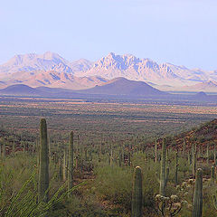 photo "Arizona Cactus Garden"