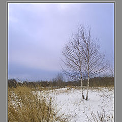 photo "Corner of the nature"