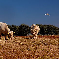 photo "Grazing on"