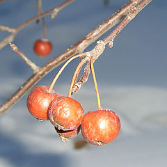 photo "winter apples"