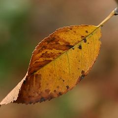 фото "The last leaf"