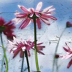 photo "Heavenly walls"