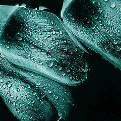 фото "Blue Drop"