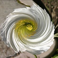 фото "" in a whirl about you ""